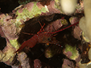 %_tempFileName20120429-4-Dakleida%20Marbled%20Shrimp%