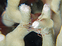 %_tempFileName20120429-4-Dakleida%20Shrimp%