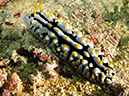 %_tempFileName20120430-1-Beatrice%20Rock%20Dorid%20Nudibranch%20(1)%
