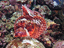 %_tempFileName20120430-1-Beatrice%20Rock%20Papuan%20Scorpionfish%