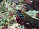 %_tempFileName20120430-1-Beatrice%20Rock%20Peacock%20Mantis%20Shrimp%