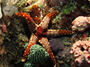 %_tempFileName20120430-1-Beatrice%20Rock%20Peppermint%20Sea%20Star%