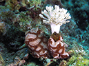 %_tempFileName20120430-2-Coral%20Garden%20(10)%