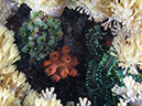 %_tempFileName20120430-2-Coral%20Garden%20(14)%