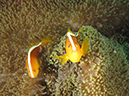 %_tempFileName20120430-2-Coral%20Garden%20Anemonefish%20(2)%