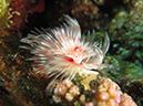 %_tempFileName20120430-2-Coral%20Garden%20Calcareous%20Tube%20Worm%
