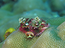 %_tempFileName20120430-2-Coral%20Garden%20Christmas%20Tree%20Worm%20(1)%
