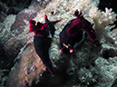 %_tempFileName20120430-2-Coral%20Garden%20Dorid%20Nudebranch%20(1)%