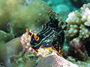 %_tempFileName20120430-2-Coral%20Garden%20Dorid%20Nudebranch%20(2)%