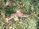 %_tempFileName20120430-2-Coral%20Garden%20Dorid%20Nudibranch%20(3)%
