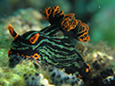 %_tempFileName20120430-2-Coral%20Garden%20Dorid%20Nudibranch%20(4)%