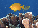 %_tempFileName20120430-2-Coral%20Garden%20Lemon%20Damsel%