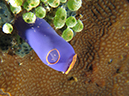 %_tempFileName20120430-2-Coral%20Garden%20Tunicate%