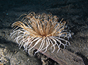 %_tempFileName20120430-3-Coconut%20Anemone%20(1)%