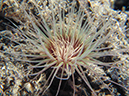 %_tempFileName20120430-3-Coconut%20Anemone%20(3)%