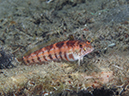 %_tempFileName20120430-3-Coconut%20Blackfin%20Sandperch%