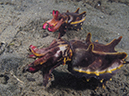 %_tempFileName20120430-3-Coconut%20Flamboyant%20Cuttlefish%20(2)%