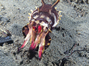 %_tempFileName20120430-3-Coconut%20Flamboyant%20Cuttllefish%20(1)%