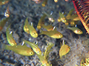 %_tempFileName20120430-3-Coconut%20Frostfin%20Cardinalfish%