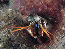 %_tempFileName20120430-3-Coconut%20Mantis%20Shrimp%