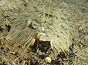 %_tempFileName20120430-3-Coconut%20Peacock%20Flounder%