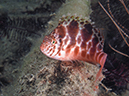 %_tempFileName20120430-3-Coconut%20Pixy%20Hawkfish%