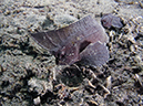 %_tempFileName20120430-3-Coconut%20Spiny%20Waspfish%