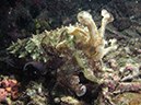 %_tempFileName20120430-4-Twin%20Rock%20Broadclub%20Cuddlefish%