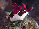 %_tempFileName20120430-4-Twin%20Rock%20Dorid%20Nudibranch%20(1)%