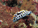 %_tempFileName20120430-4-Twin%20Rock%20Dorid%20Nudibranch%20(2)%