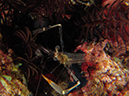 %_tempFileName20120430-4-Twin%20Rock%20Red%20Claw%20Cuapetes%20Shrimp%