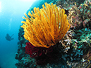 %_tempFileName20120501-2-Sepog%20wall%20and%20Layas%20Layas%20Crinoid%