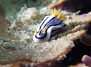 %_tempFileName20120501-3-Kirby%20Wall%20Dorid%20Nudibranch%20(1)%