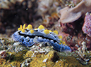 %_tempFileName20120501-3-Kirby%20Wall%20Dorid%20Nudibranch%20(2)%