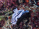 %_tempFileName20120501-3-Kirby%20Wall%20Dorid%20Nudibranch%20(3)%