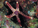 %_tempFileName20120501-3-Kirby%20Wall%20Pepperment%20Sea%20Star%