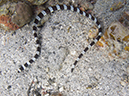 %_tempFileName20120501-3-Kirby%20Wall%20Sea%20Snake%