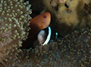 %_tempFileName20120502-1-Apols%20Point%20Anemonefish%