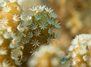 %_tempFileName20120502-1-Apols%20Point%20Coral%