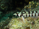 %_tempFileName20120502-1-Apols%20Point%20Reticulated%20Sandperch%20-%20Juvenile%