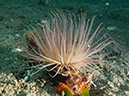 %_tempFileName20120502-2-Coconut%20Anemone%