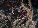 %_tempFileName20120502-2-Coconut%20Banded%20Coral%20Shrimp%