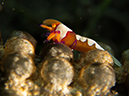 %_tempFileName20120502-2-Coconut%20Emperor%20Shrimp%