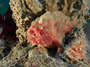 %_tempFileName20120502-2-Coconut%20Hairy%20Frogfish%20(1)%