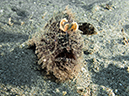 %_tempFileName20120502-2-Coconut%20Hairy%20Frogfish%20(2)%