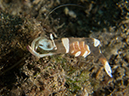 %_tempFileName20120502-2-Coconut%20Magnificent%20Anemone%20Shrimp%