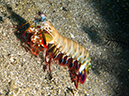 %_tempFileName20120502-2-Coconut%20Peacock%20Mantis%20Shrimp%20(1)%