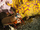 %_tempFileName20120502-2-Coconut%20Peacock%20Mantis%20Shrimp%20(2)%