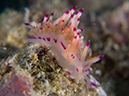 %_tempFileName20120502-3-Sunview%20Aeolid%20Nudibranch%