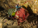 %_tempFileName20120502-3-Sunview%20Peacock%20Mantis%20Shrimp%20with%20Eggs%